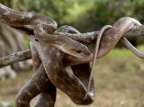 Yala National Park